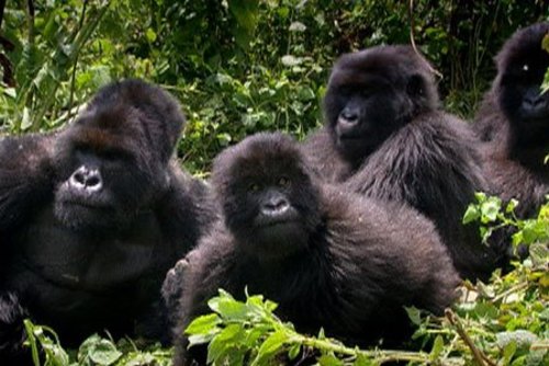 Gorilla Watching Tours Uganda